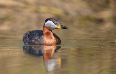 Red-necked grebe at the small lake in spring