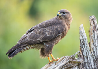 Common Buzzard in spring at a wet forest