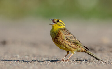 Yellowhammer  - male in summer