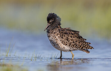 Ruff - male bird at a wetland on the mating season in spring
