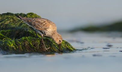 Dunlin - at a seashore on the autumn migration way