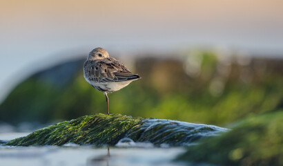 Dunlin - at a seashore on the autumn migration way