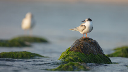 Common tern - juvenile on the autumn migration way at seashore