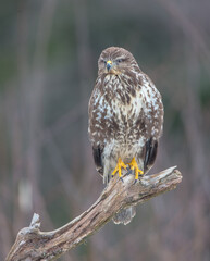 Common Buzzard in winter at a wet forest