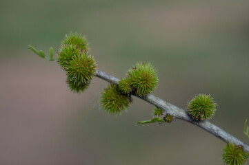 Plant in semi desertic environment, Calden forest, La Pampa Argentina