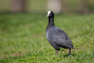 Eurasian coot - adult bird in spring