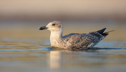 Herring Gull - juvenile bird at the seashore in autumn