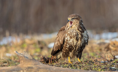 Common Buzzard in winter at a wet forest