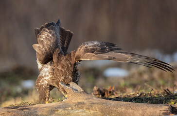 Common Buzzard in winter at a wet forest