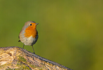 The European robin - at the wet forest in autumn