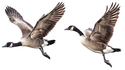 Canada goose bundle, flying, standing and portrait, isolated on a white background, anima