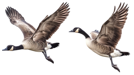 Canada goose bundle, flying, standing and portrait, isolated on a white background, anima