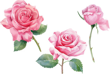 bouquet of roses