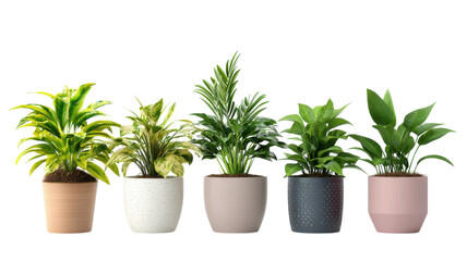 Fototapeta premium Various indoor plants in decorative pots arranged in a modern display for home decor