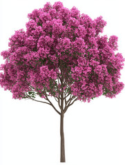 Obraz premium Pink flowering tree isolated on white background.
