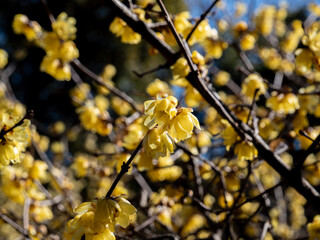 黄色い蝋梅の花