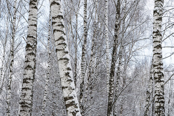 Birch grove after a snowfall on a winter cloudy day. Birch branches covered with snow.