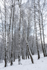 Birch grove after a snowfall on a winter cloudy day. Birch branches covered with snow.