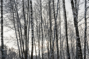 Sunbeams shining through snow-covered birch branches in a birch forest after a snowfall on a winter.