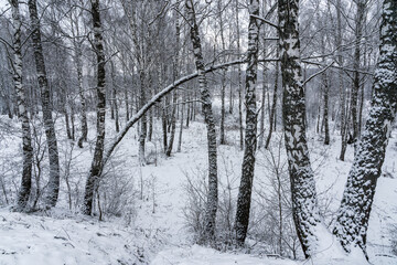 Birch grove after a snowfall on a winter cloudy day. Birch branches covered with snow.