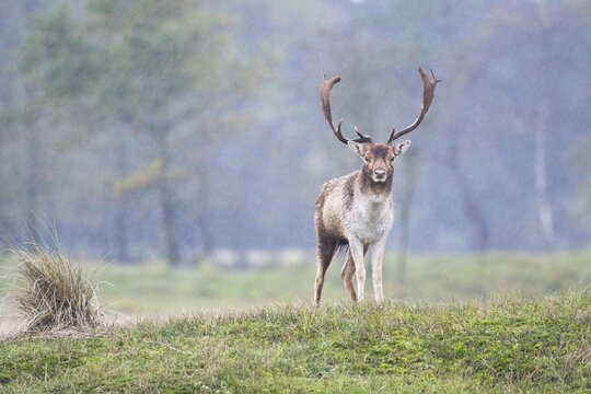 Fallow deer (Dama dama) in rain, Province of North Holland, Netherlands