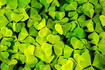 Background with green clover leaves for Saint Patrick's day. Abstract backdrop for design with a...