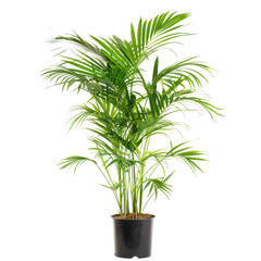 Fototapeta premium Lush Green Indoor Plant with Fine Leaves in Black Pot on White Background