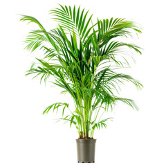 Fototapeta premium Lush Green Indoor Palm Plant in Black Pot for Home Decoration