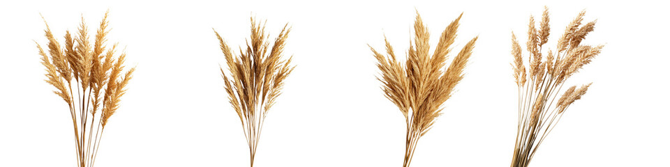 Fototapeta premium Bundles of Ripe Golden Wheat or Hay on White Background