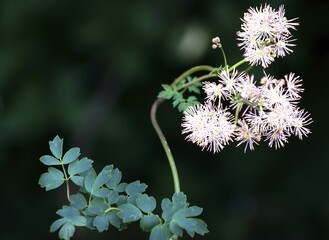 A close-up of filigree flowers with fresh green against a blurred dark background Columbine meadow rue Thalictrum aquileglifolium