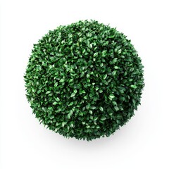 Fototapeta premium round green bush with dense foliage, isolated on a clean white background