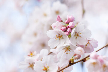 桜の開花 © tomiyama