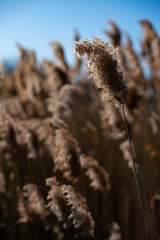 reeds in the wind