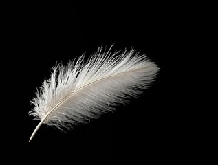 Obraz premium Beautiful white ostrich feather in soft light against black background, soft, beauty, glamour, stylish