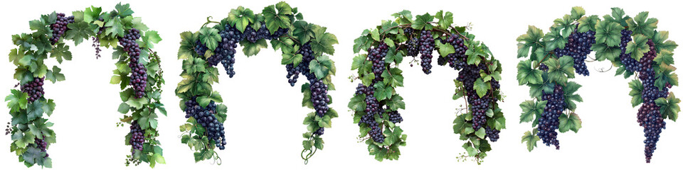 Lush grape vine clusters hanging from branches amidst a verdant flourishing vineyard landscape  The image showcases the bountiful harvest of ripe healthy grapes in an idyllic countryside setting