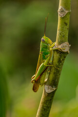 grasshopper on a green leaf