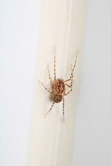 agelena labyrinthica spider macro photo	