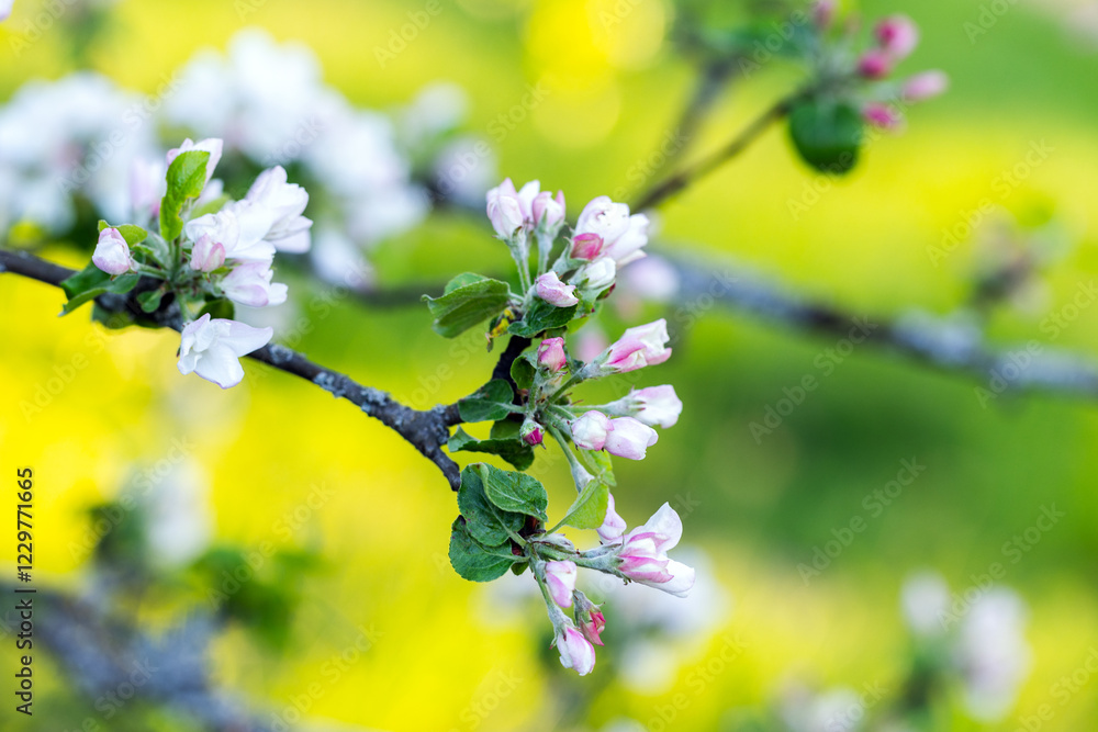 Wall mural apple tree in bloom. macro photo with selective soft focus