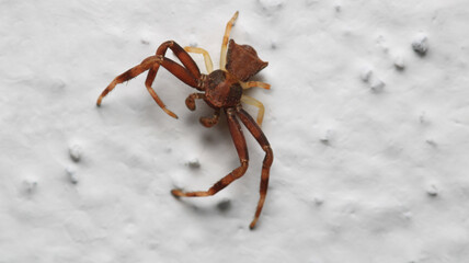 xysticus croceus spider macro photo