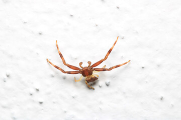 xysticus croceus spider macro photo