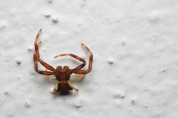xysticus croceus spider macro photo