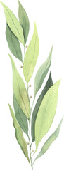 Fototapeta premium Watercolor green laurel leaf illustration