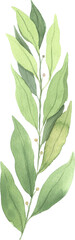 Obraz premium Watercolor green laurel leaf illustration