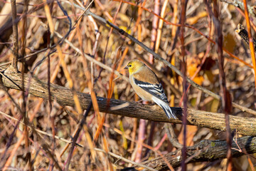 The American goldfinch (Spinus tristis) is a small North American bird 
