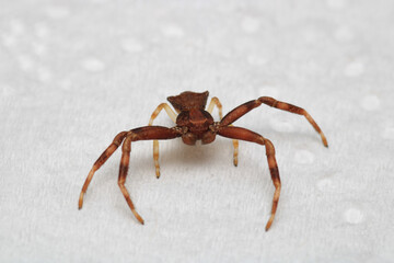 xysticus croceus spider macro photo