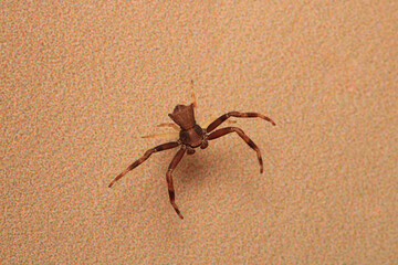 xysticus croceus spider macro photo