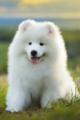 KI generated, animal, animals, mammal, mammals, biotope, habitat, one, single animal, foraging, wildlife, Samoyed, dog, dogs, sled dog, Alaska, Samoyed dog, Samoyed spitz, (Samoyedskaja sobaka)