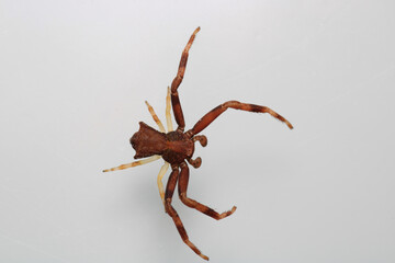xysticus croceus spider macro photo