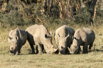 Fototapeta premium Four white rhinoceroses (Ceratotherium simum) feeding, Lake Nakuru National Park, Kenya, Africa