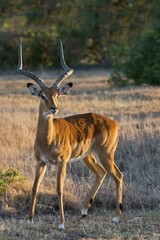 Impala (Aepyceros melampus), Ol Pejeta Reserve, Kenya, Africa